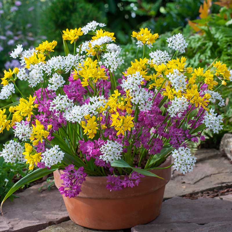 Close-up of a vibrant mix of purple, white and yellow alllium flowers, against a green background. | copyright: Floramedia UK Ltd