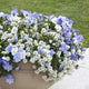 Alyssum Seeds - Snowcloth