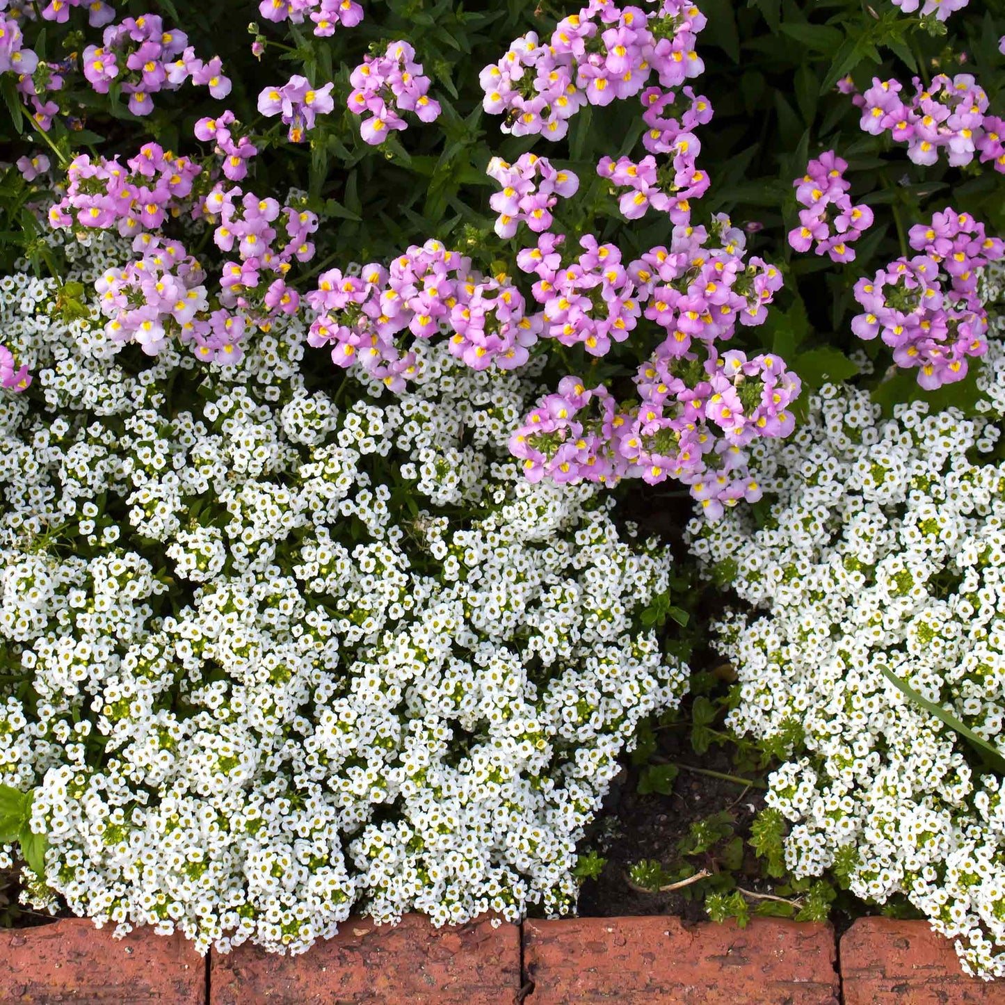 alyssum snowcloth