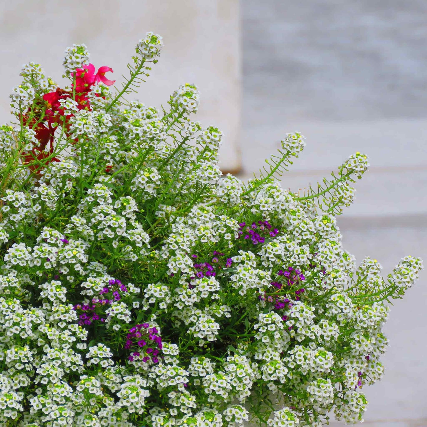 alyssum tall white