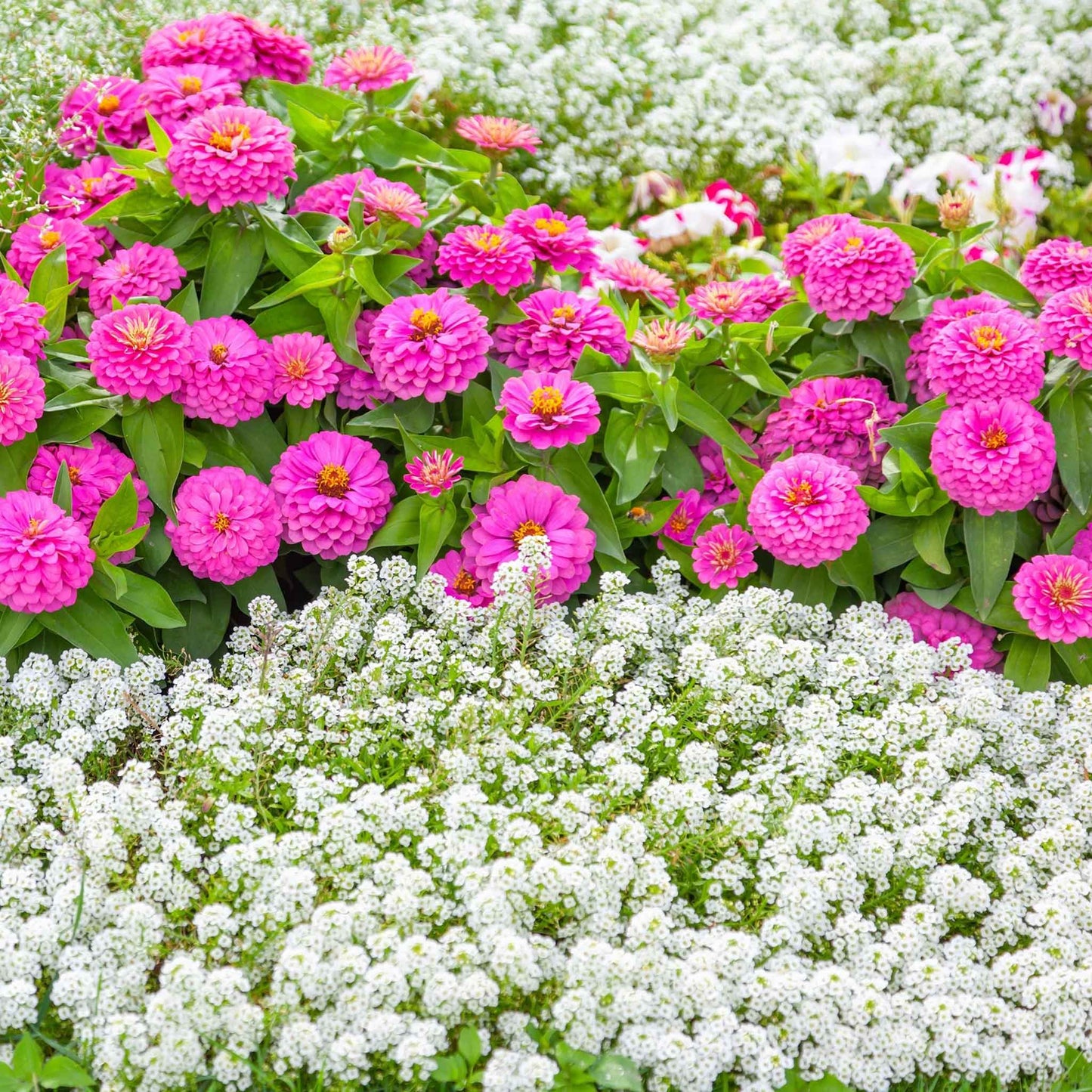 alyssum tiny tim