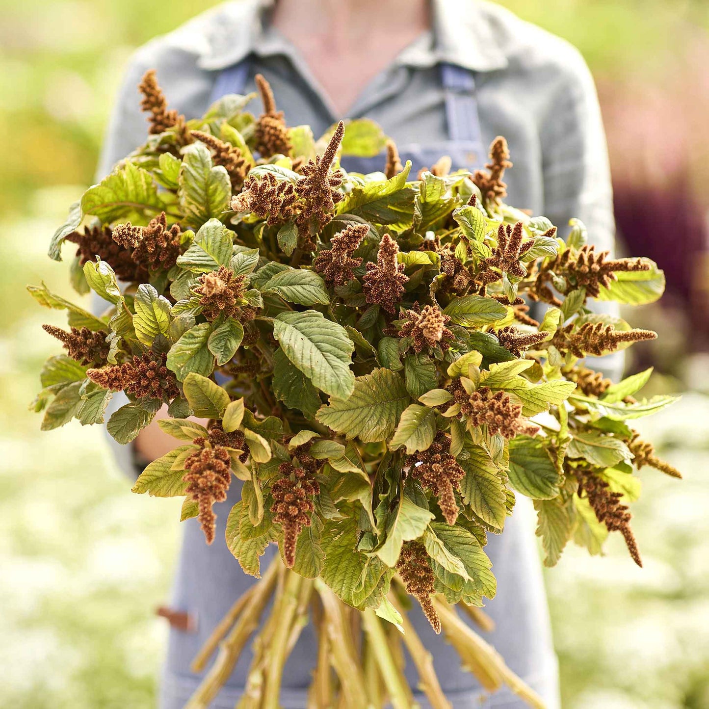 amaranthus hot biscuits