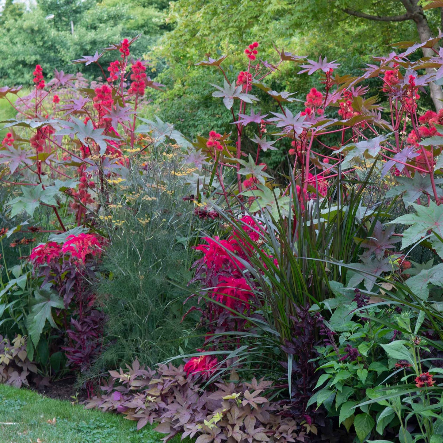 amaranth josephs coat early splendor