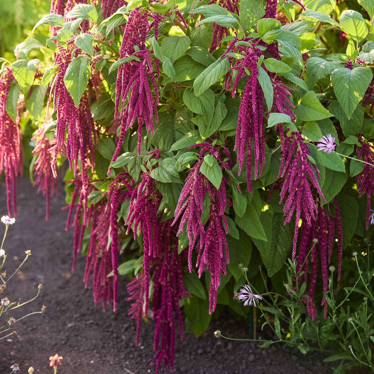 Amaranth Love Lies Bleeding plants with green leaves in a garden setting