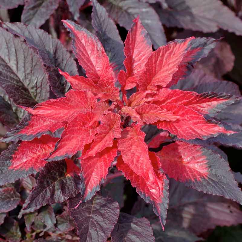 Close up of amaranthus molten fire with its dark red leaves in the background | copyright: Floramedia UK Ltd