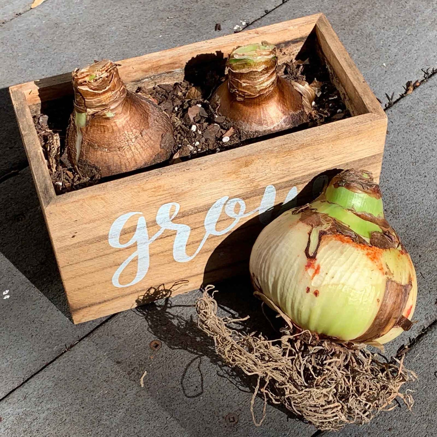 Amaryllis bulb with roots in a small crate, ready for planting.