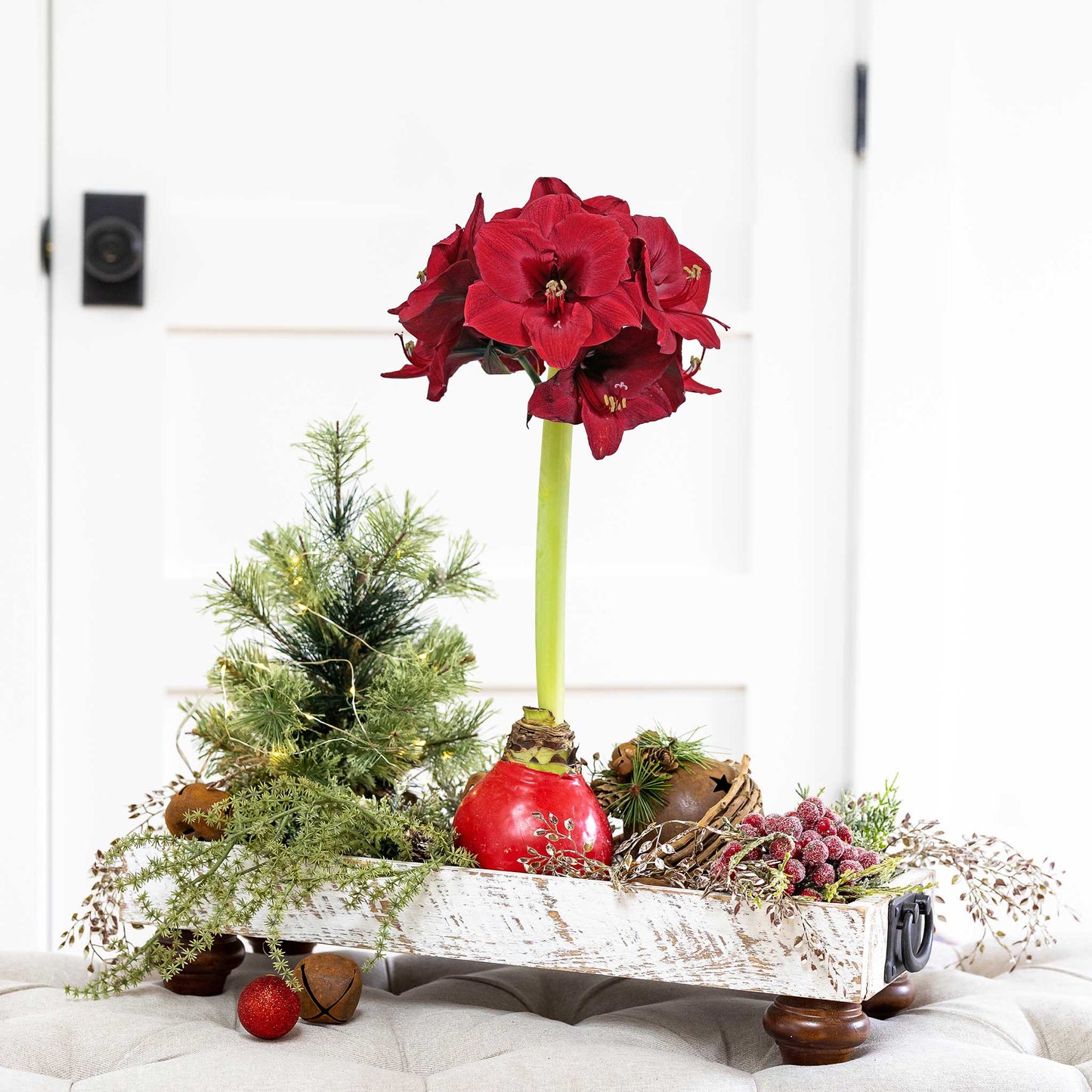 A red amaryllis bulb encased in a decorative red wax, ready for easy, soil-free blooming.