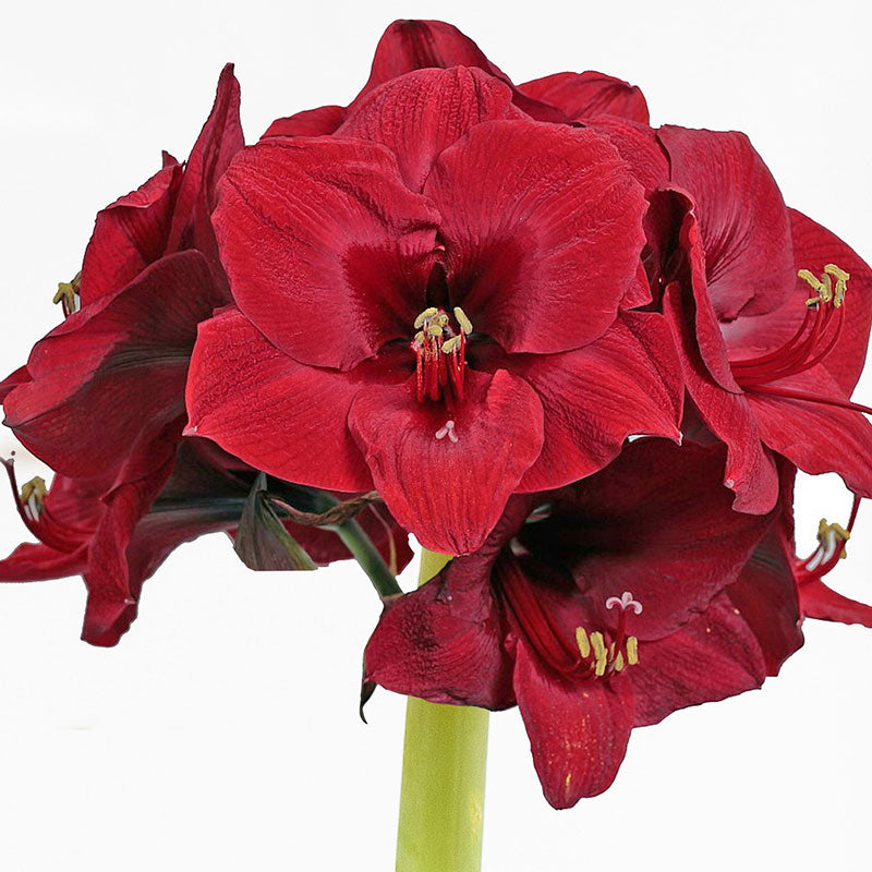A close up shot of Amaryllis red wax flowers, showcasing the vibrant petals.