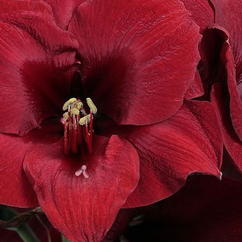 A close up shot of Amaryllis red wax flowers, showcasing the vibrant petals.