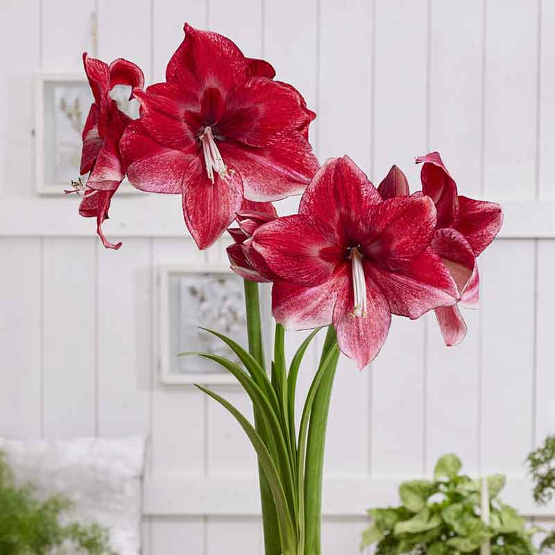 amaryllis daphne