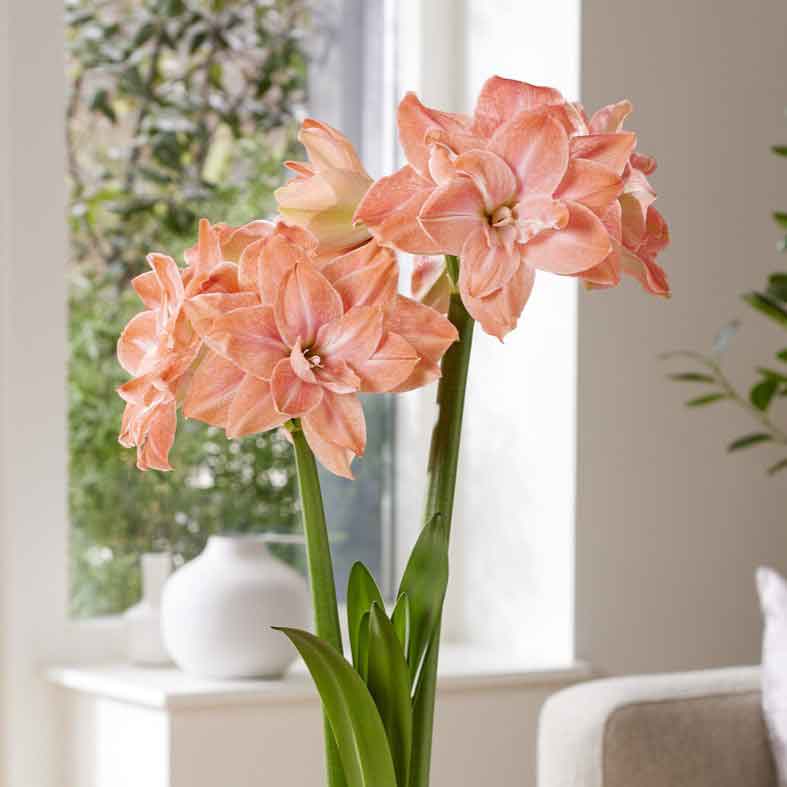 amaryllis flamingo amadeus