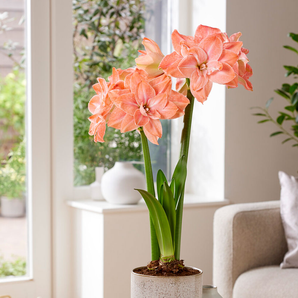Amaryllis 'Flamingo Amadeus' with white and pink striped petals.