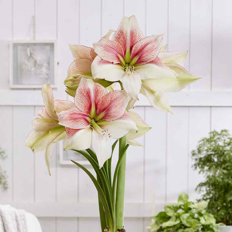 An Amaryllis Grandise Fantasy with pink and white striped petals on a green stem.