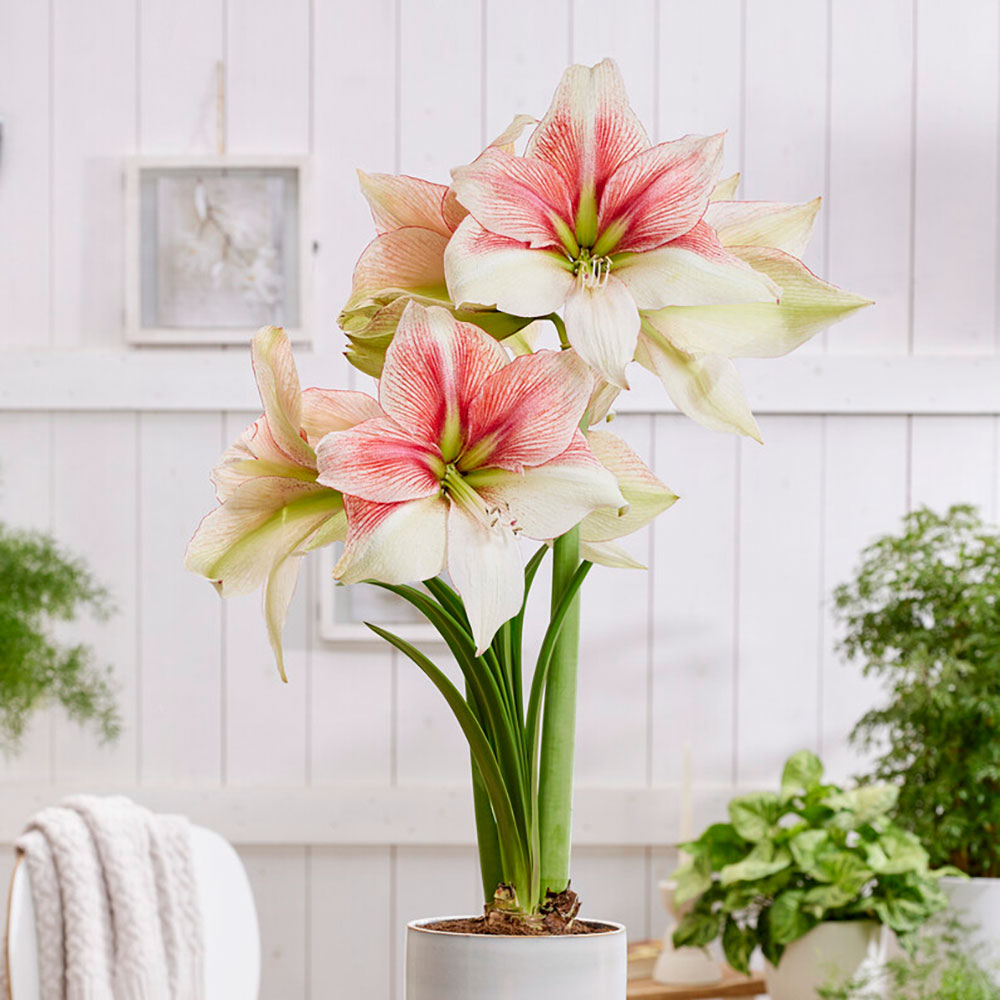 An Amaryllis Grandise Fantasy with pink and white striped petals on a green stem.
