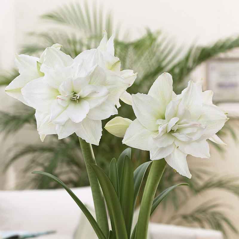 Amaryllis holiday mix bulbs, showcasing vibrant white flowers.