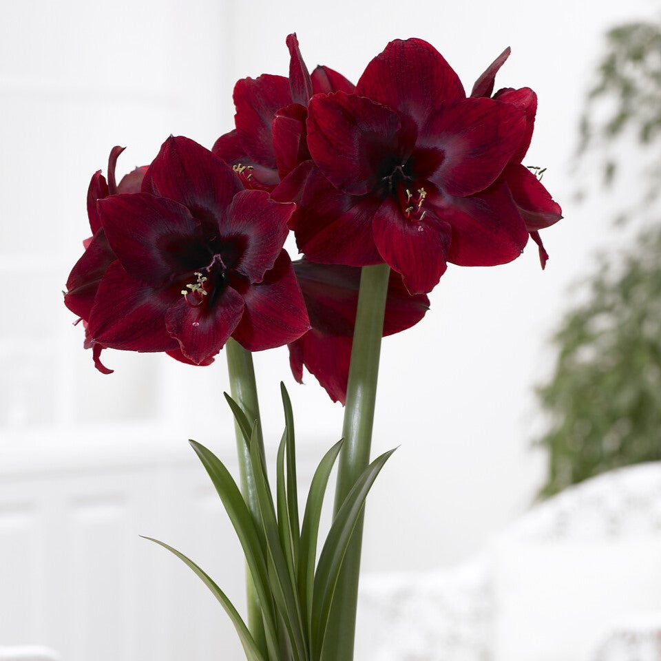 Amaryllis Jumbo royal velvet bulbs, showing off festive and vibrant flowers.