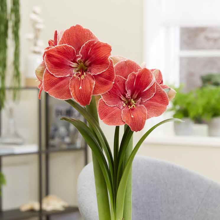 amaryllis magical touch