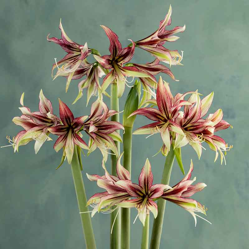 Amaryllis Mystica with delicate red and yellow petals, a green stem, and long green leaves. | copyright: Floramedia UK Ltd