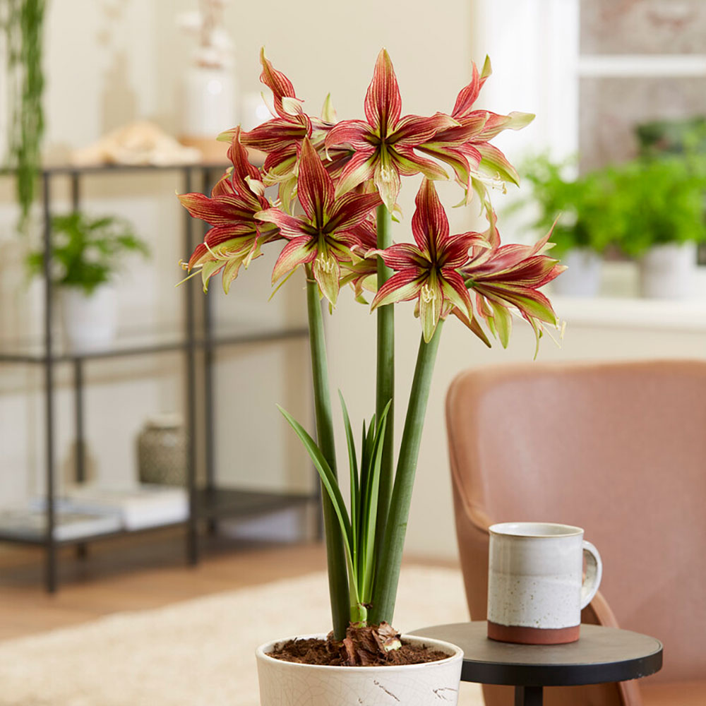 Amaryllis 'Mystica' bulb with a large, vibrant red flower blooming.