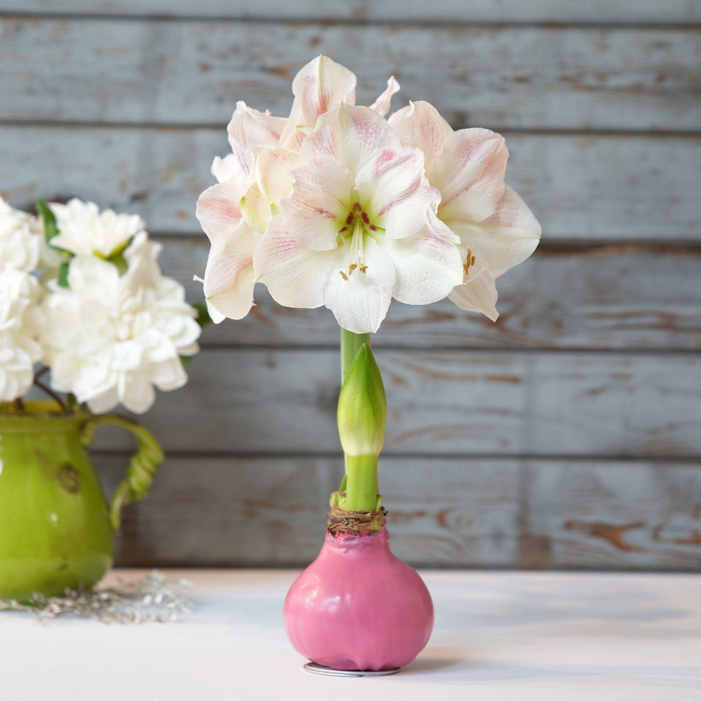 amaryllis pink wax