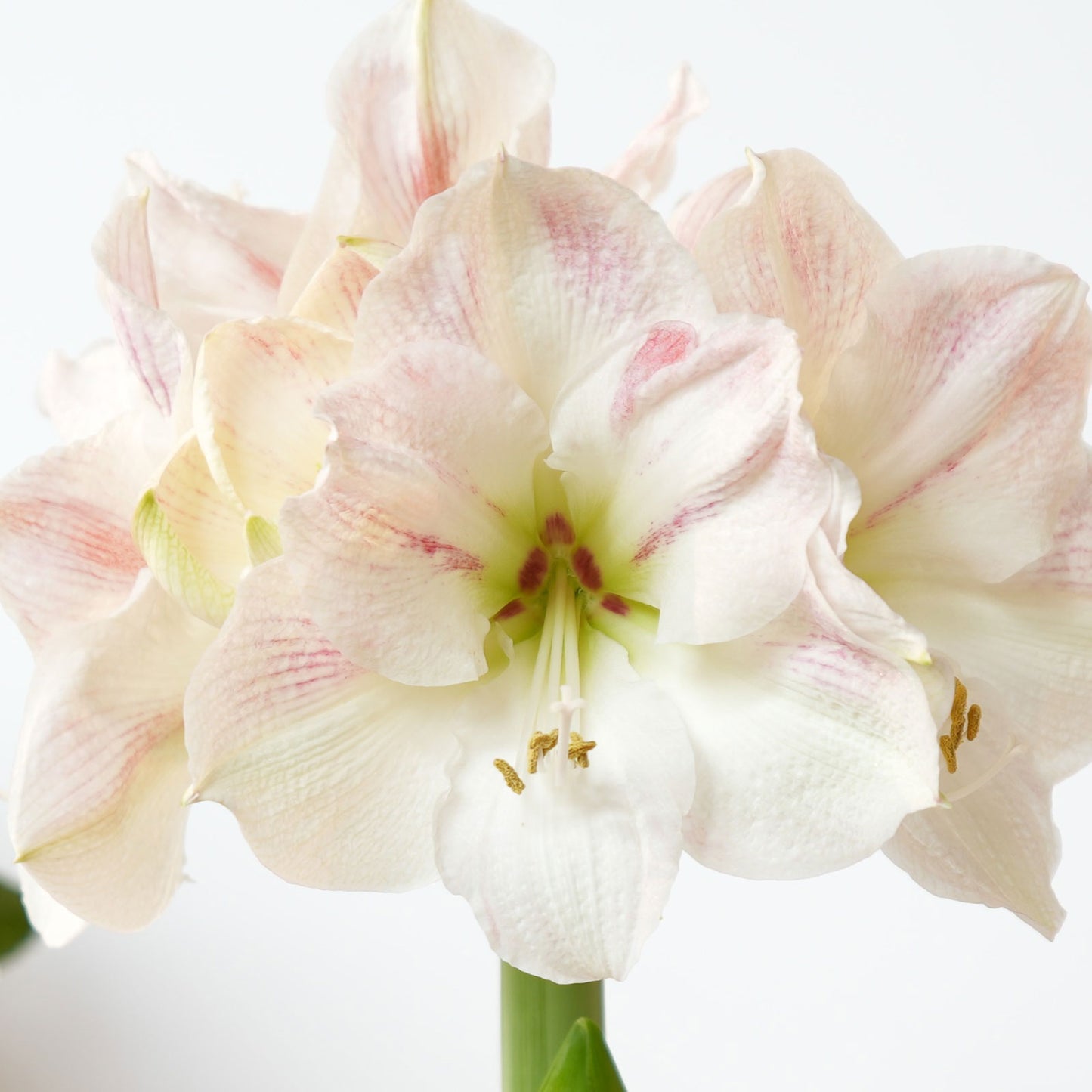 amaryllis pink wax