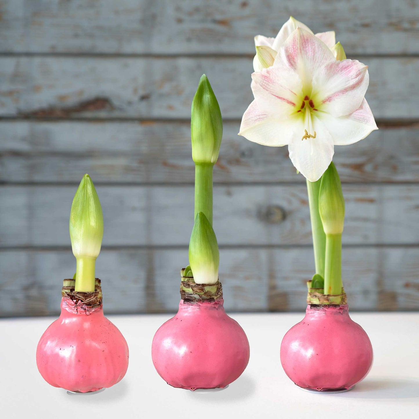 amaryllis pink wax