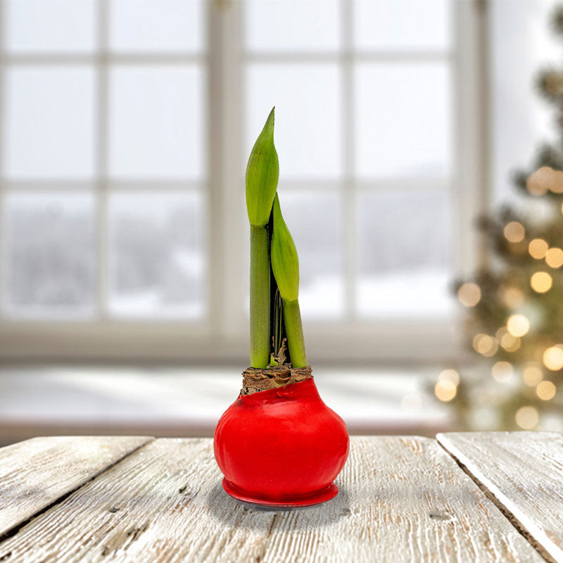 Amaryllis bulbs in red wax with a small green shoot emerging from the top.
