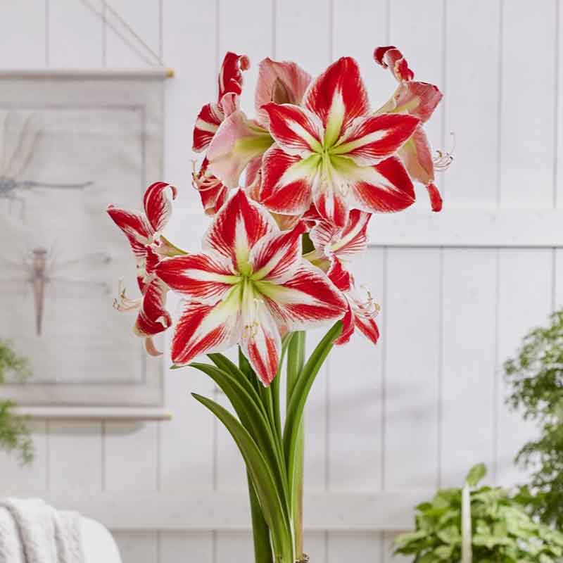 amaryllis spartacus