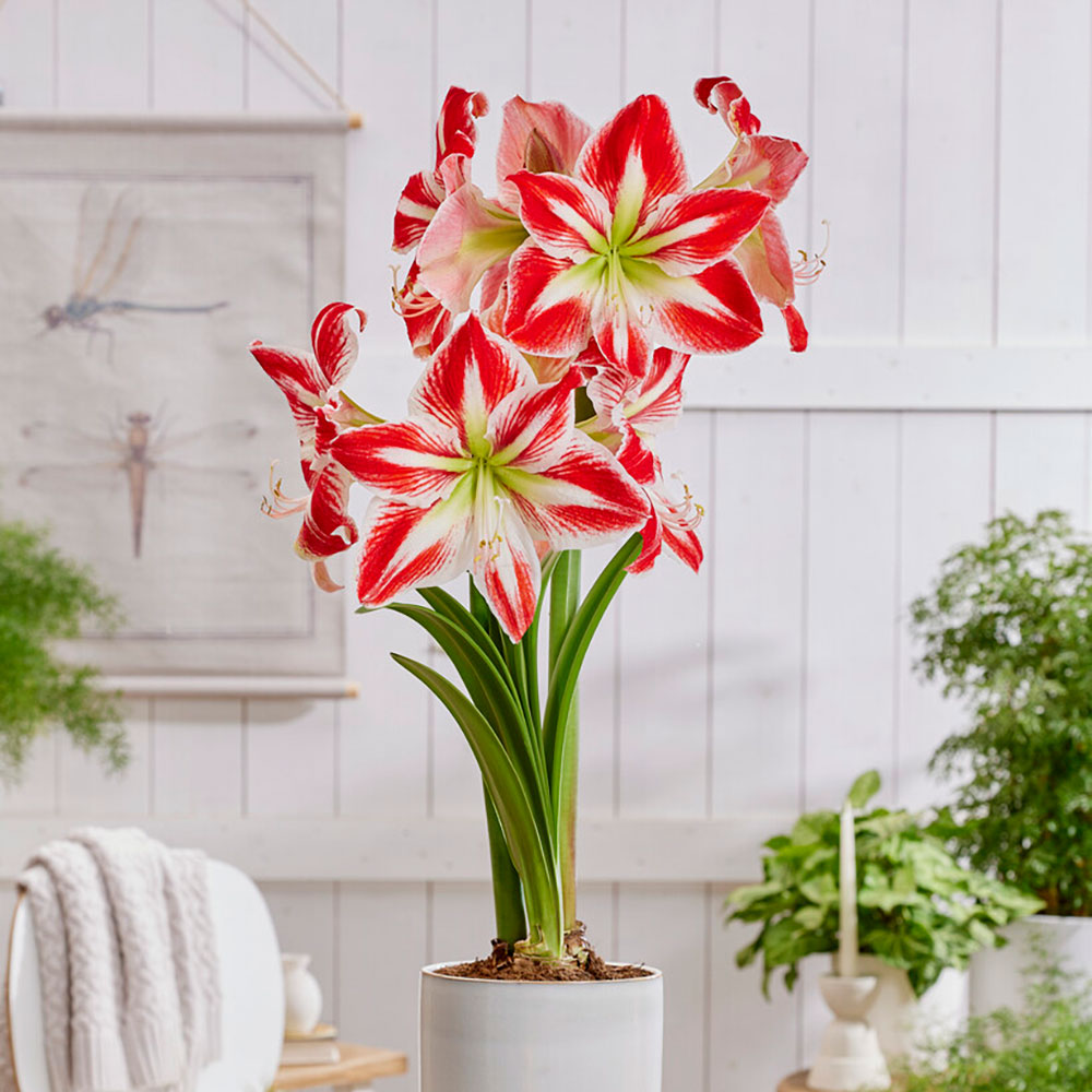Amaryllis Spartacus bulb with a deep red flower with white streaks on a blurred background.