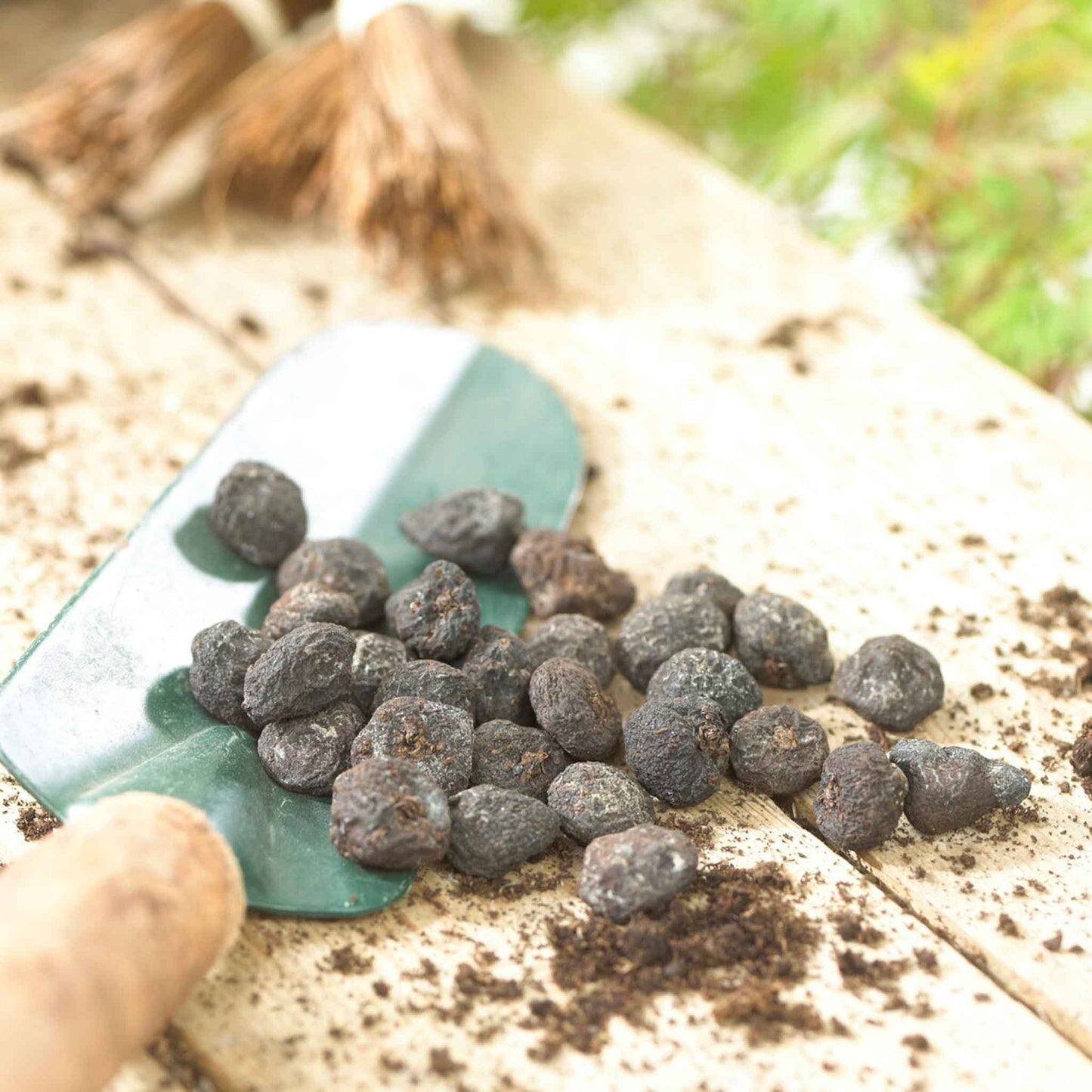 anemone blanda corms