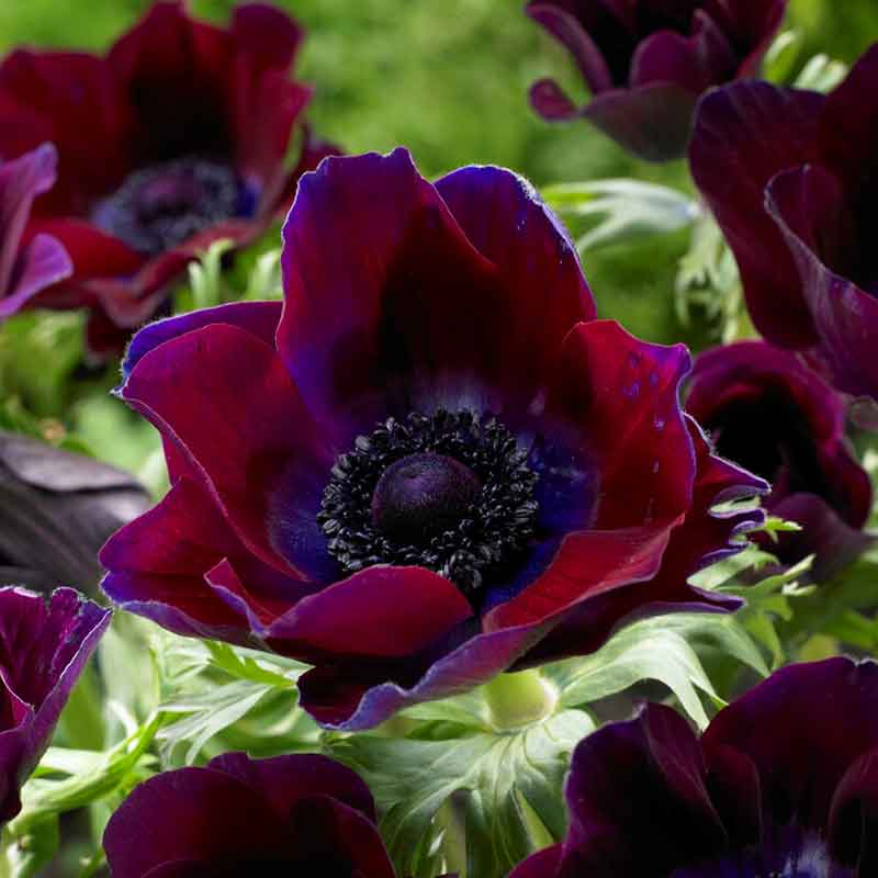 anemone bordeaux