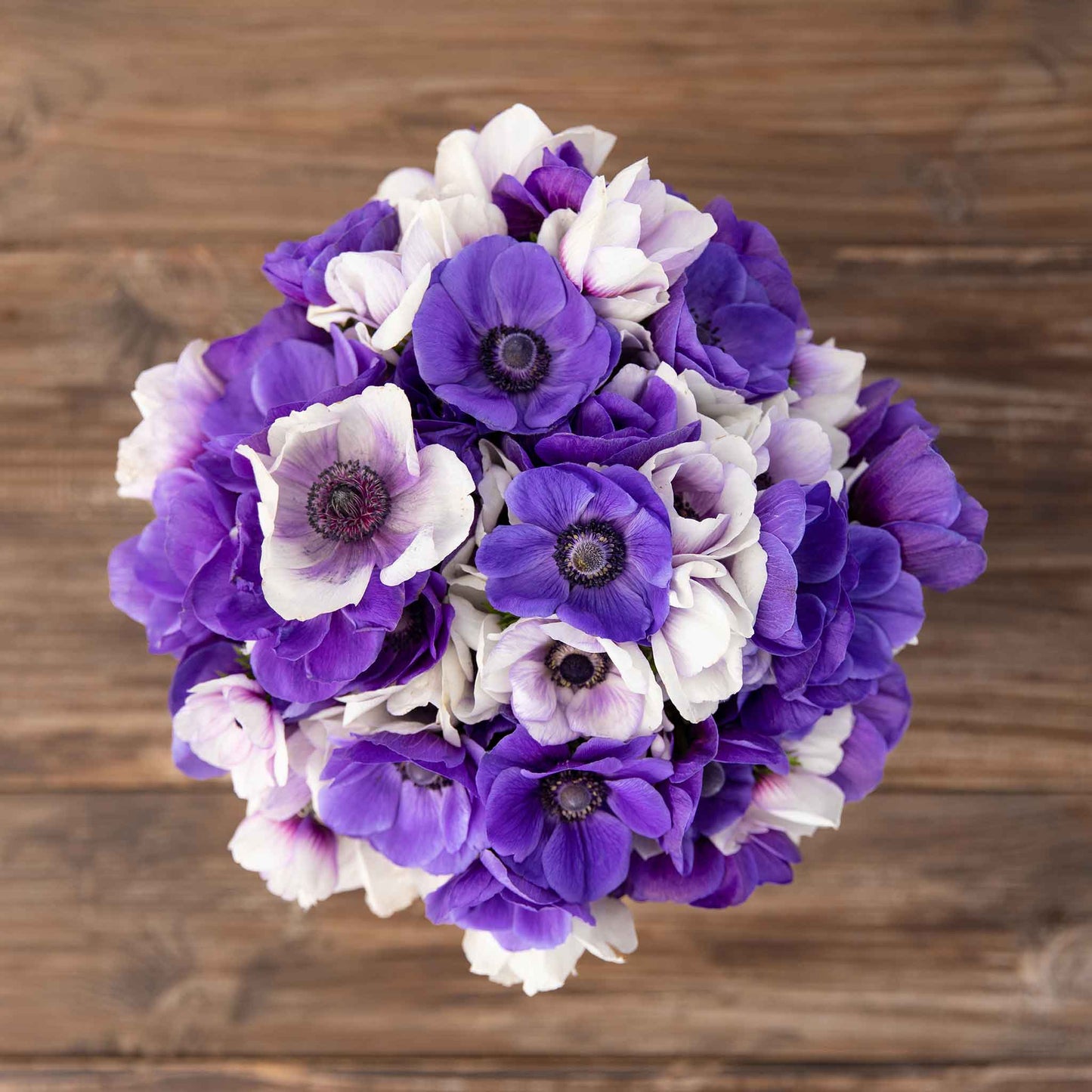 anemone midnight mix