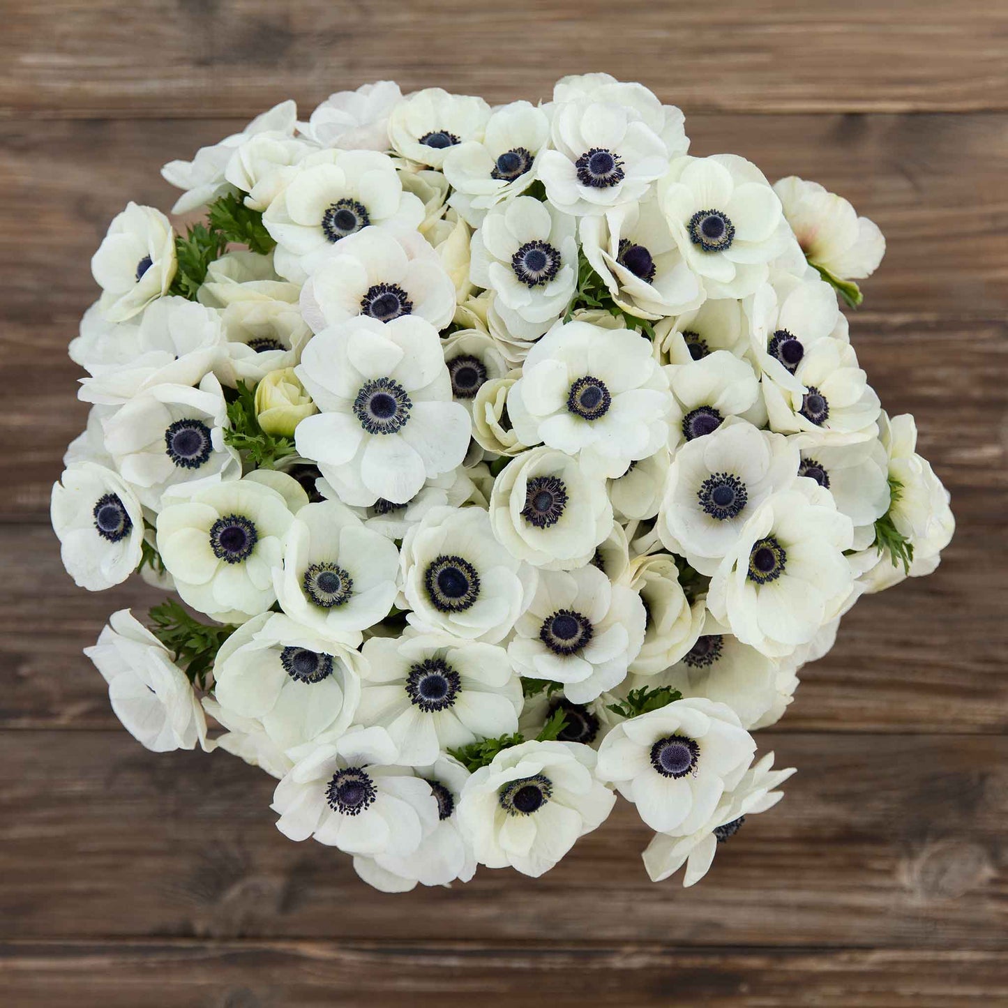 anemone white