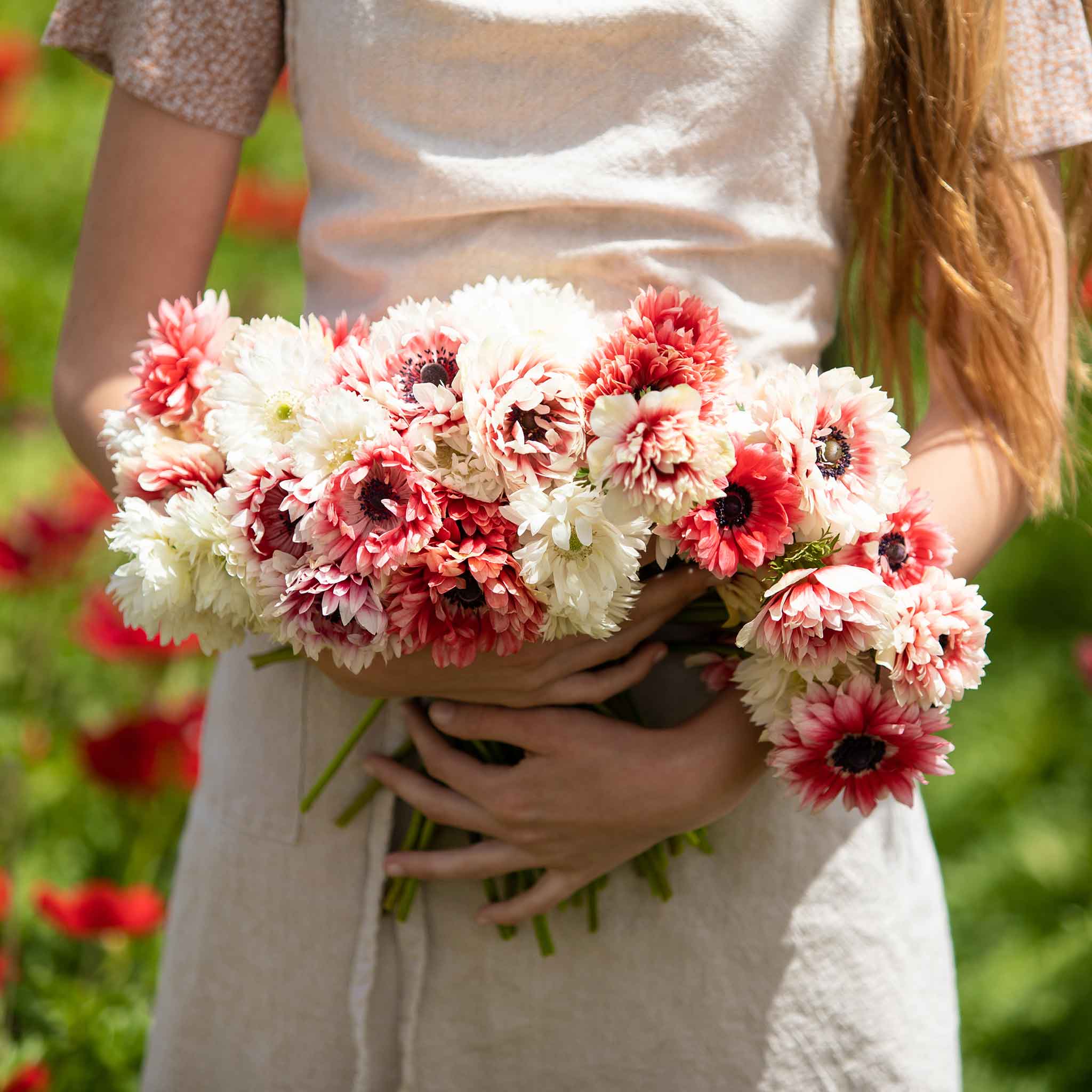 anemone elizabeths mix