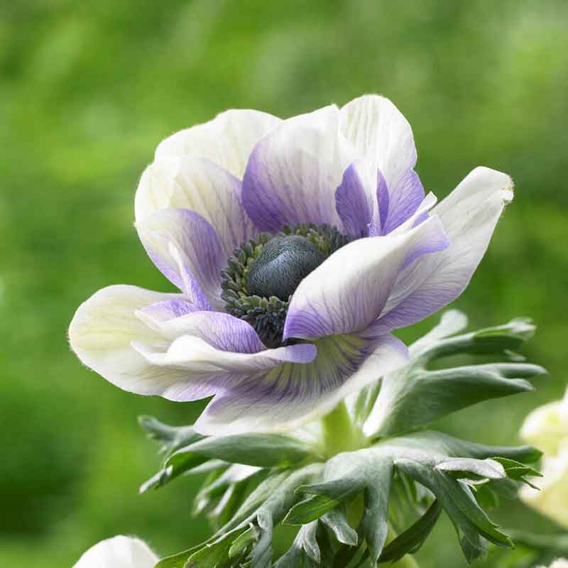 anemone pastel blue