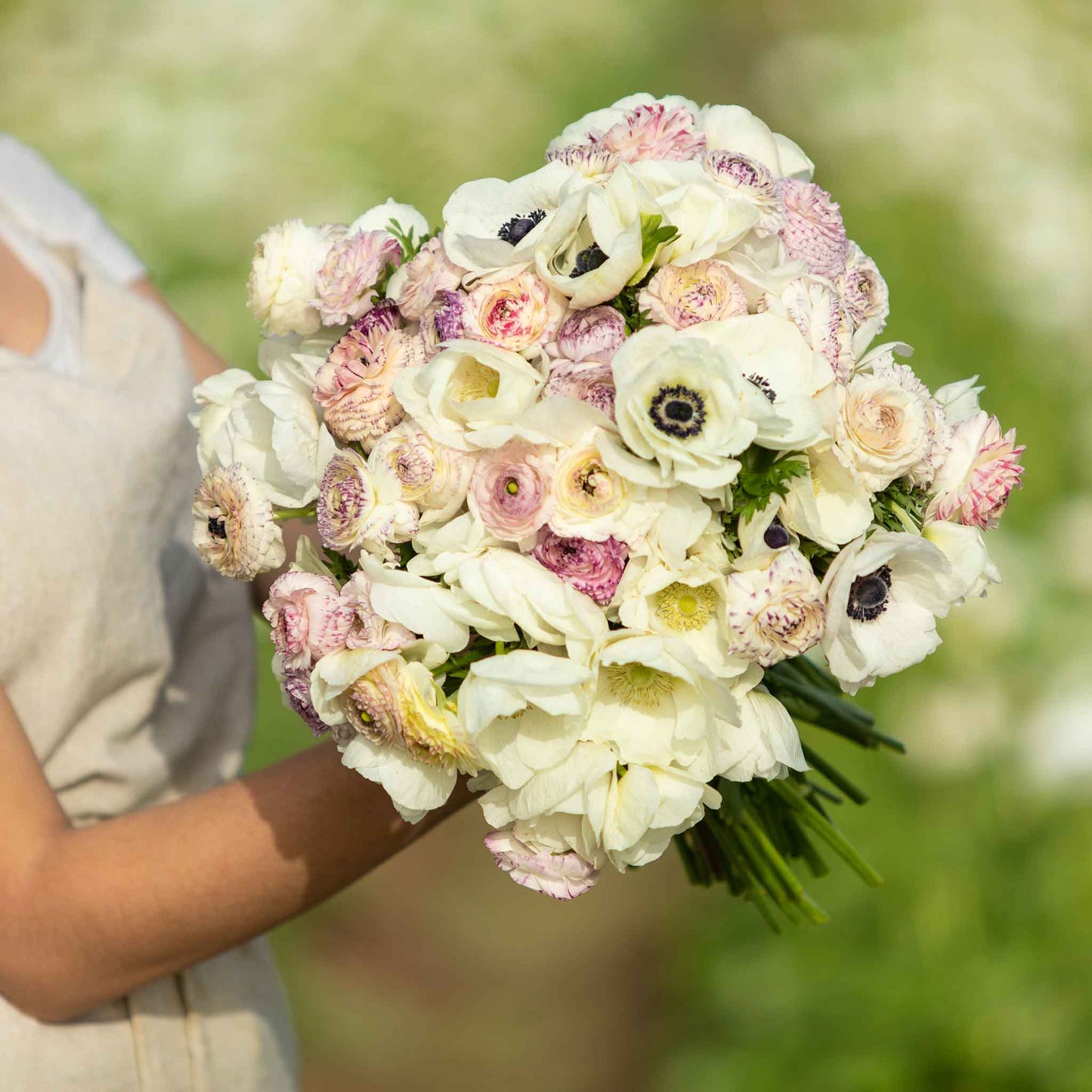 anemone and ranunculus alpine mix