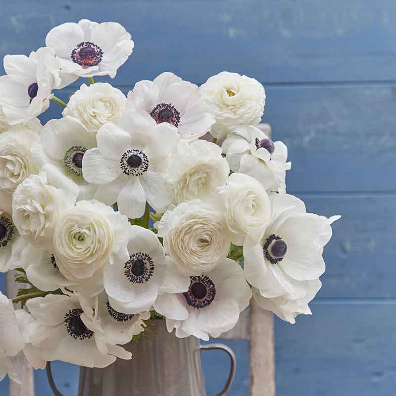 anemone and ranunculus moonlight mix