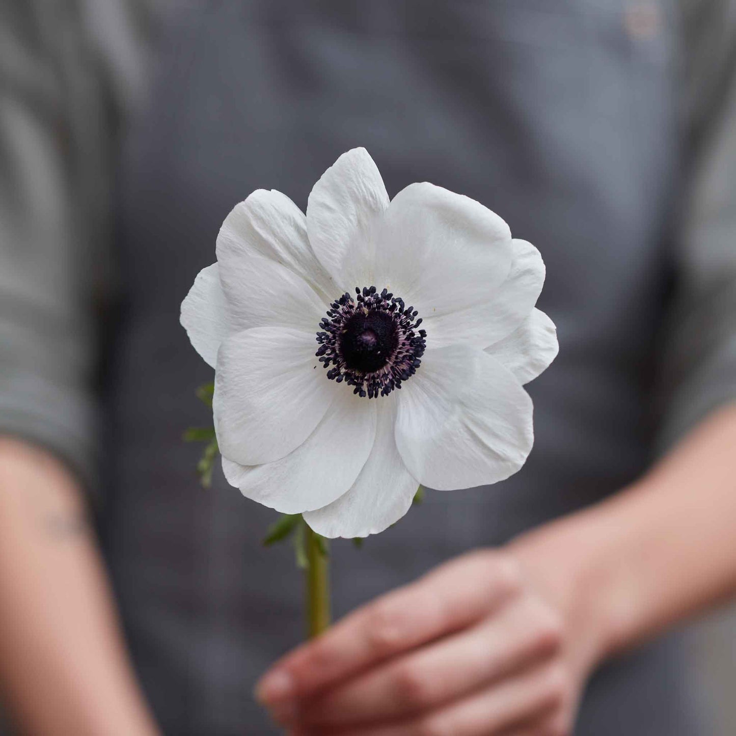 anemone and ranunculus moonlight mix