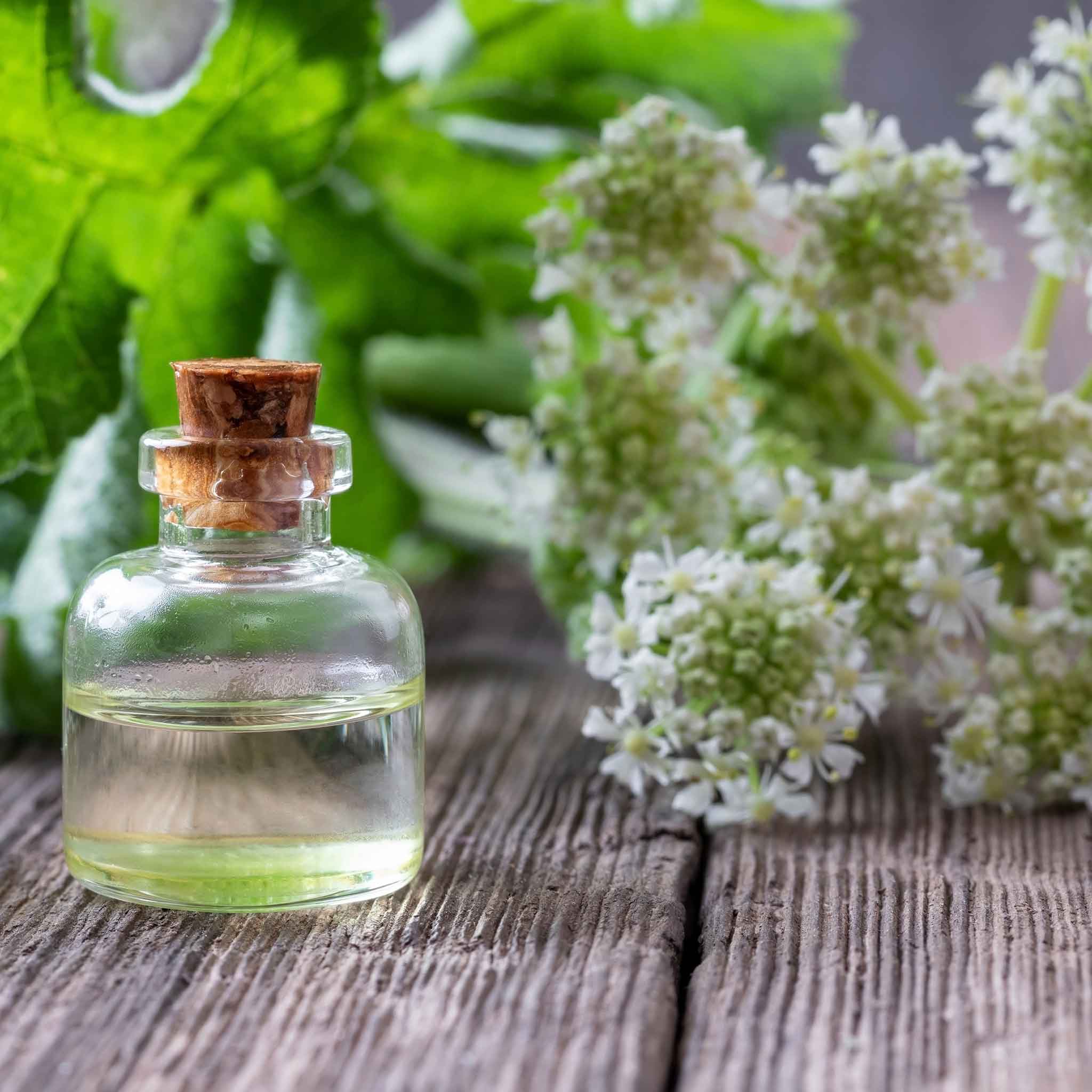 A close-up shot of a small, clear glass bottle containing essential oil next to angelica blooms.