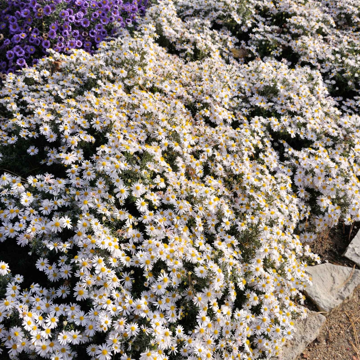 A close-up shot of a cluster of white aster flowers with a yellow center.
