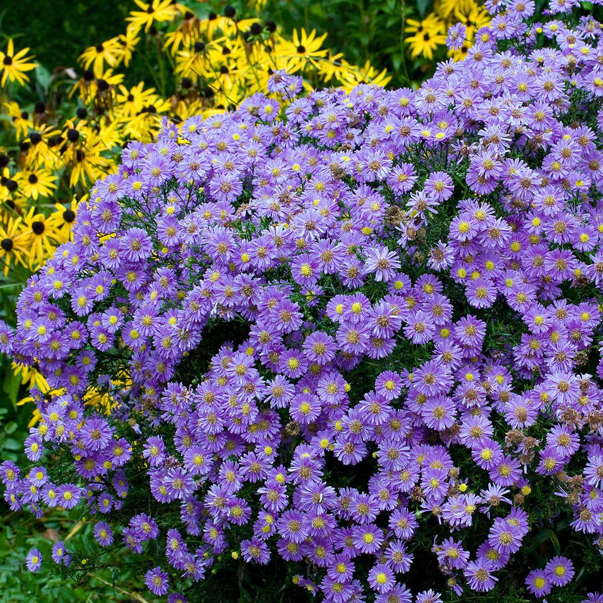 A vibrant purple aster flower, surrounded by green foliage, captured from a close-up.