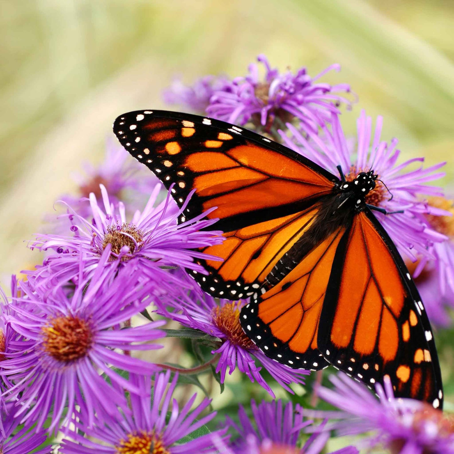 A Close-up of a butterfly lying in a purple aster flower with yellow center, in soft focus.