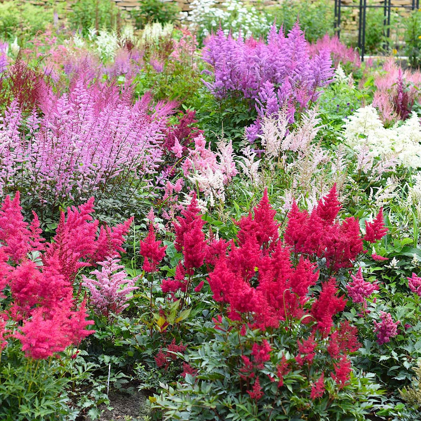A mix of Astilbe flowers in various colors, showcasing feathery plumes and lush foilage.