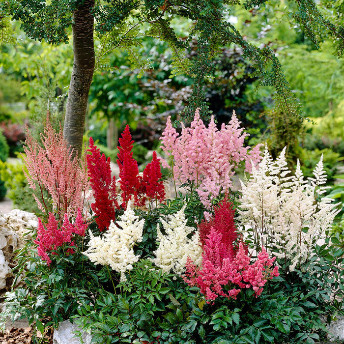 A mix of Astilbe flowers in various colors, showcasing feathery plumes and lush green foliage.