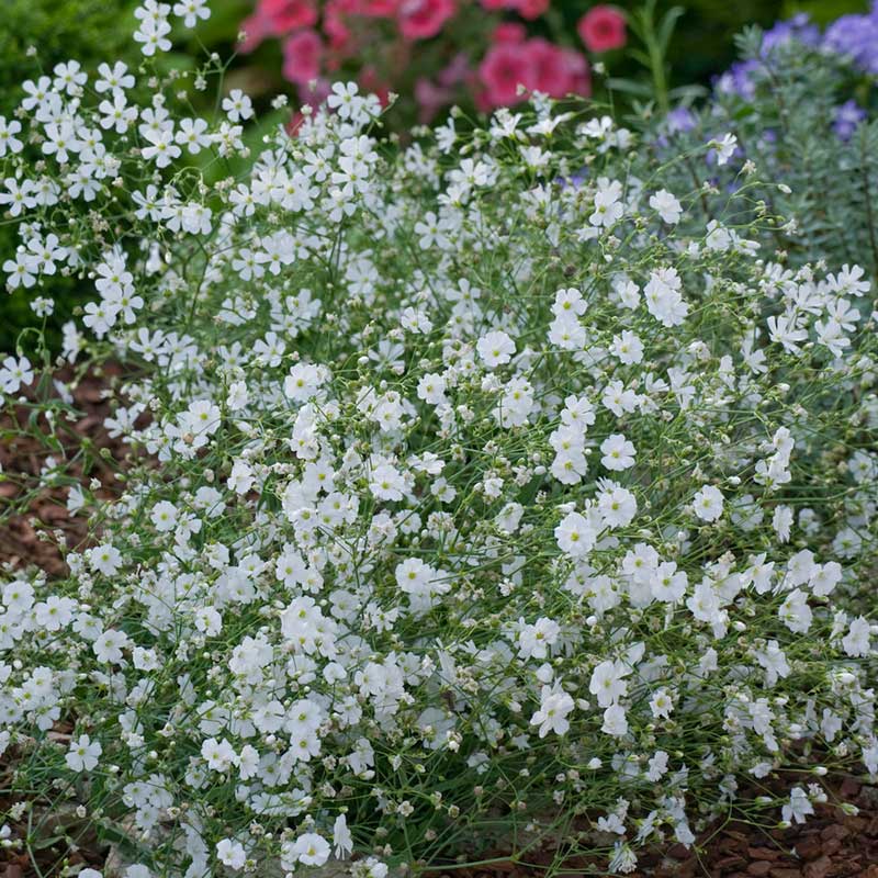 eden brothers garden seeds Babys Breath Seeds (Annual) Babys Breath Seeds, Annual
