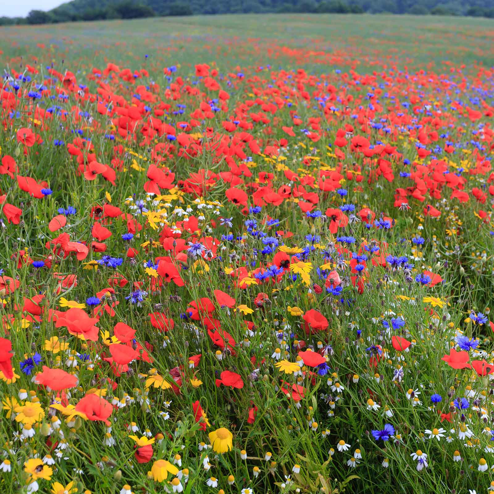 back to basic wildflower mix
