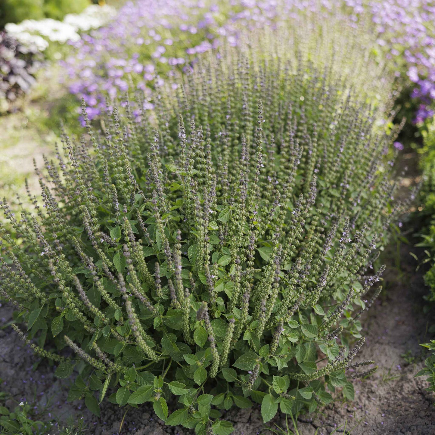 Close-up of a blooming blue spice basil plant with spikes of flowers and green leaves.