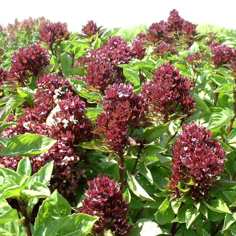 Several Cardinal basil plants with dark green leaves and large red flowers growing in the garden.