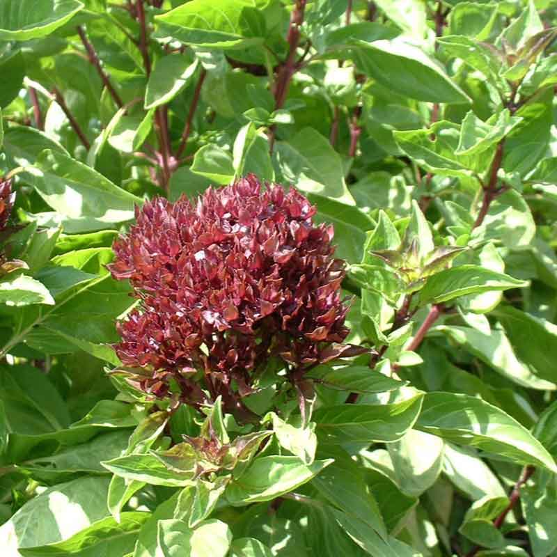 Close-up of crimson cardinal basil blooms, rich in color and texture, growing amongst green leaves.