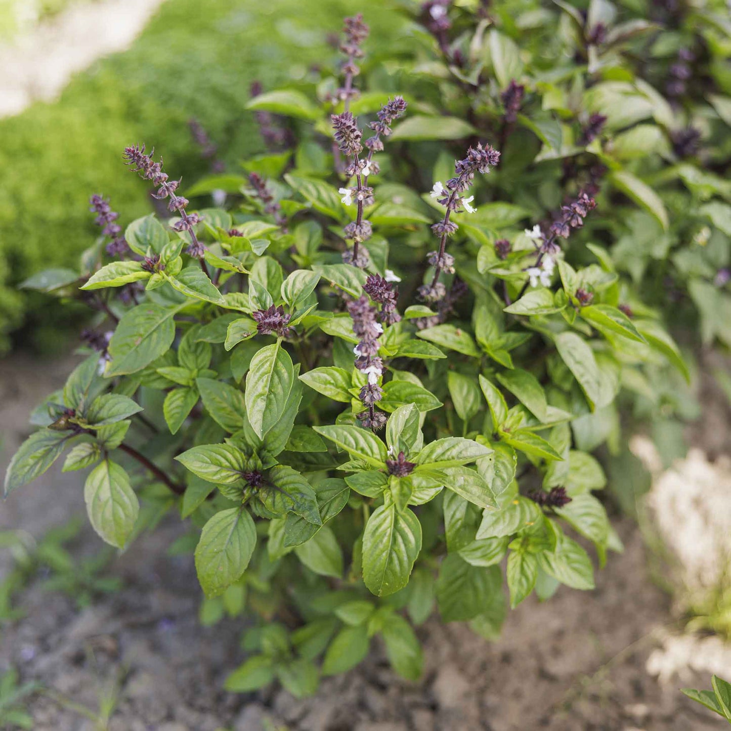 A close-up of vibrant green cinnamon basil leaves with small purple flowers.